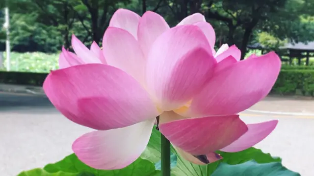 福井の地元民がゆく!福井のお蕎麦と公園と!恐るべし福井クオリティカフェ‼︎