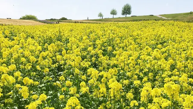 淡路島は花と美味しいがいっぱい!大自然を感じながらココロと体に栄養を♪