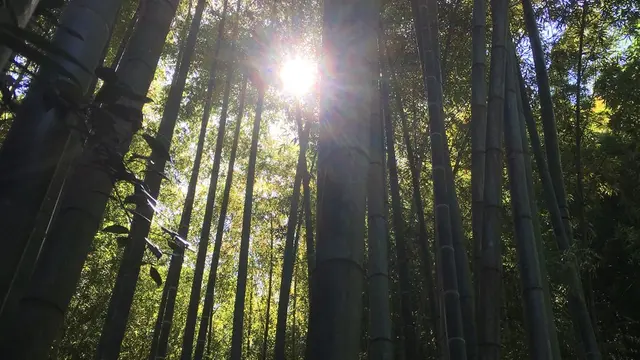 鎌倉から江ノ島までのぶらりお散歩