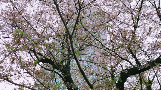 お昼からのんびり六本木