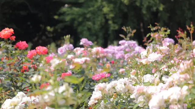 愛犬とお出かけ