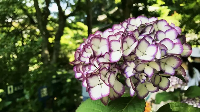 あじさいシーズンに江ノ電で鎌倉満喫したい！