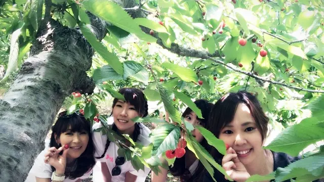 群馬  女子旅珍道中 サクランボ狩り