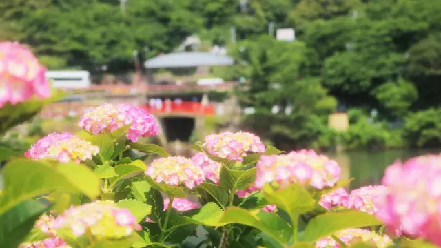 愛犬と紫陽花祭りから菖蒲祭りまで