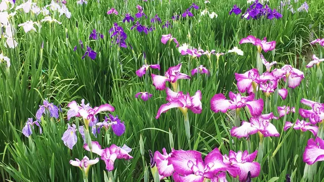 菖蒲園@東村山