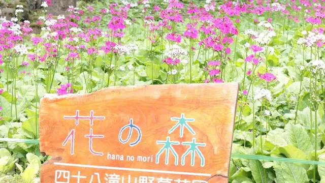 宇津江四十八滝