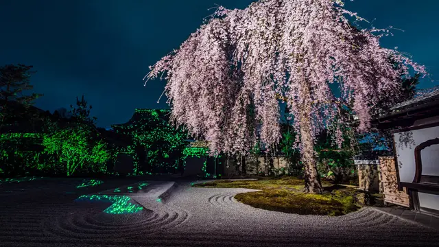 桜のシーズンはすぐそこ、今から押さえて置きたいスポット