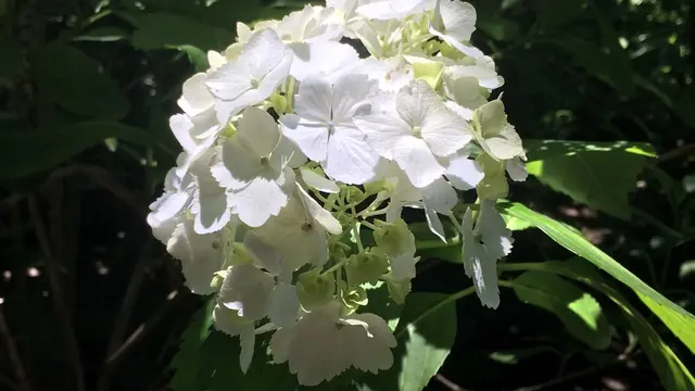 【北鎌倉&長谷】紫陽花を味わう週末デートスポット
