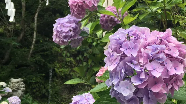 【鎌倉】紫陽花2017〜山から海までのんびりお散歩プラン〜
