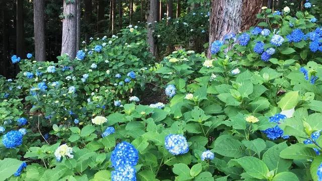 アジサイと鮎料理