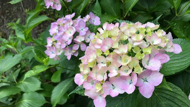 初夏の京都で、季節感じるお祝いデート♡