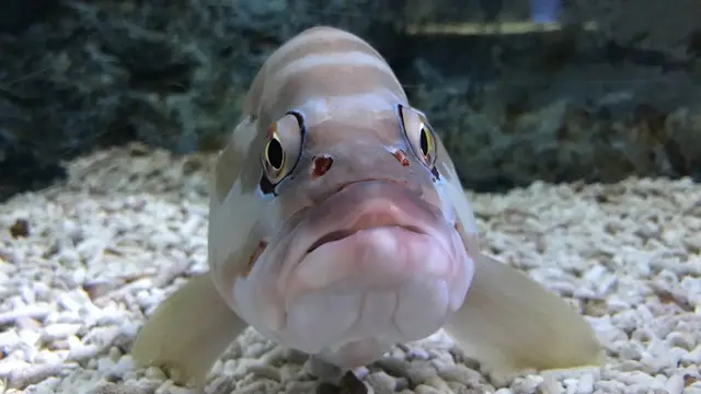 すみだ水族館〜浅草
