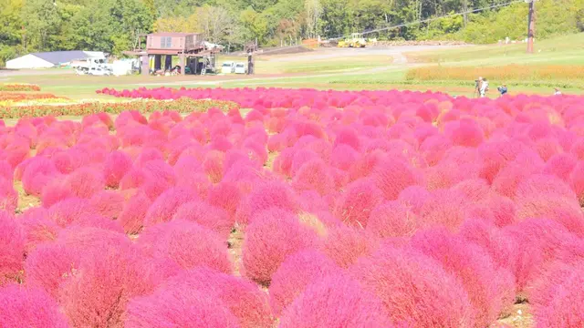 ワンコと一緒にひるがの高原三昧