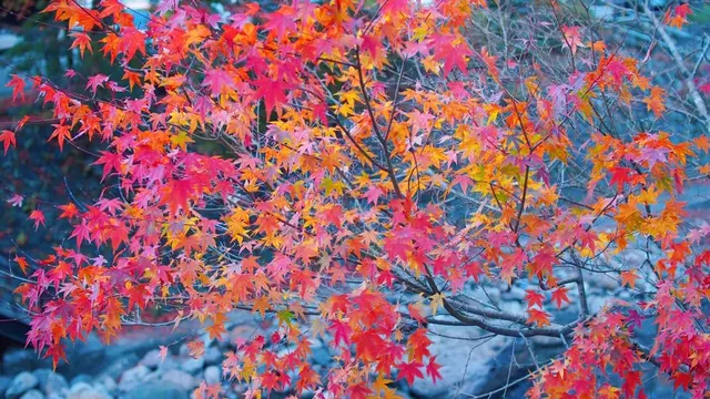 【熊本】街全体が一つの宿。唯一無二の「黒川温泉」へ