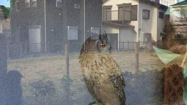 鷹の道を 散策してみました