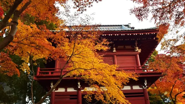 松戸で楽しむ紅葉(北小金)