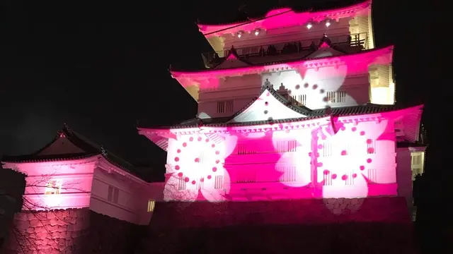 [小田原]冬桜🌸イルミネーションとフレンチ🇫🇷回転寿司🍣