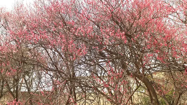 梅安天満宮 梅が見頃です。