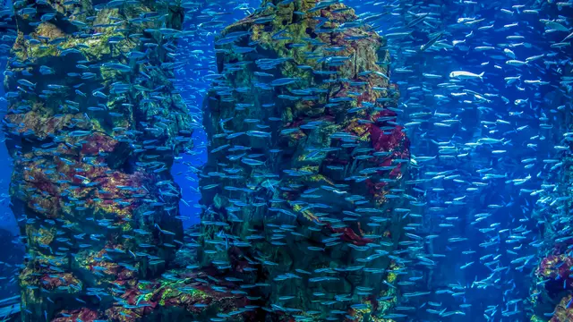 大阪･神戸🐠🐟🗼