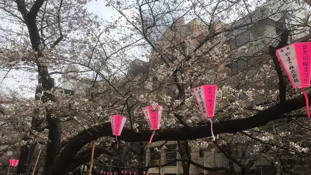 桜の季節に池尻大橋から代官山まで散歩