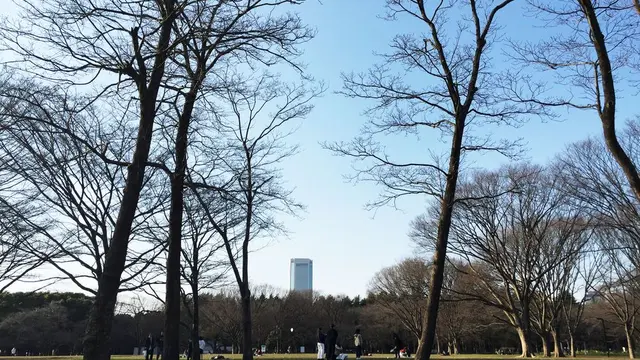 代々木公園〜原宿で春を楽しむデートプラン