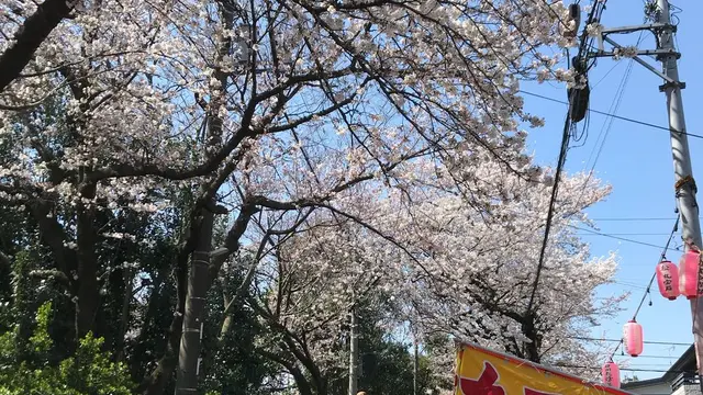 市川 散歩で花見