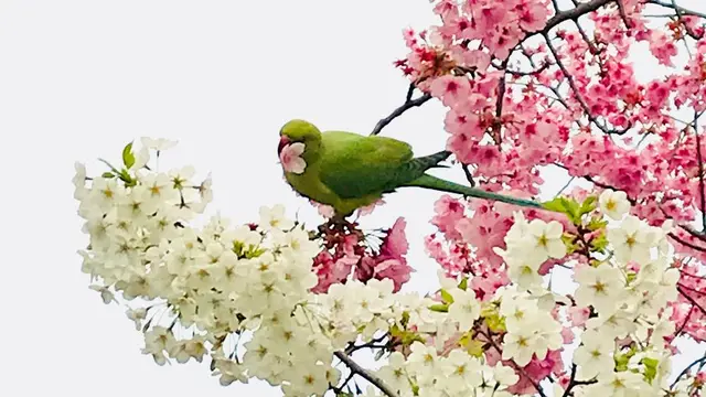 東京上野花見さんぽ