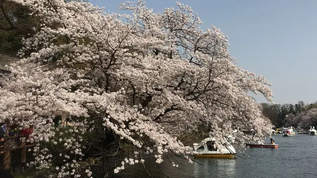 子連れで井の頭公園お花見と動物園欲張りプラン