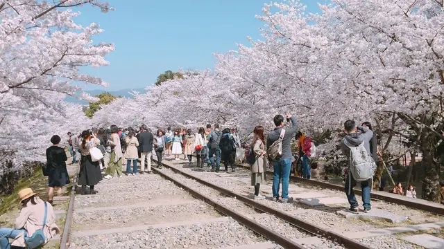 京都 春満喫したコース🍡🌸