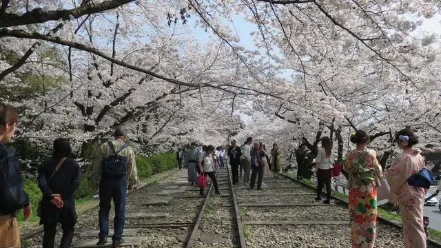 岡崎エリア桜&カフェ巡り