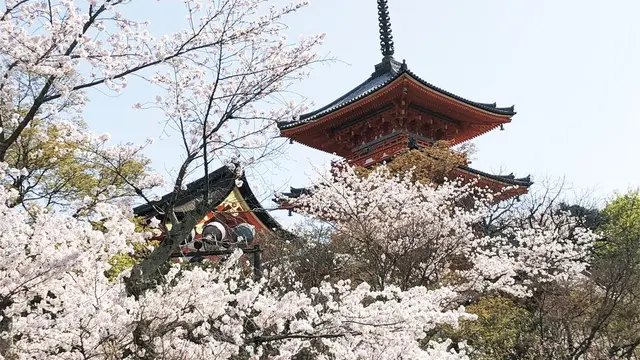 日帰りお花見プラン🌸
