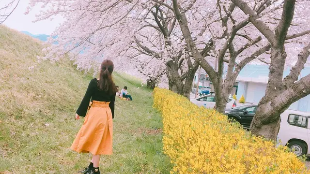 春の絶景といえば…桜並木🌸 in Nagano