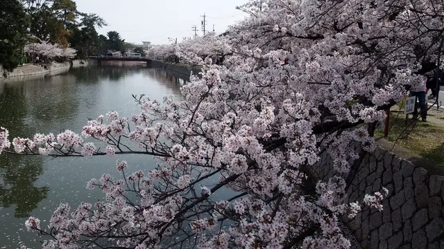 【三重・桑名】定番のお花見スポットに行ったら穴場？もあった🌸