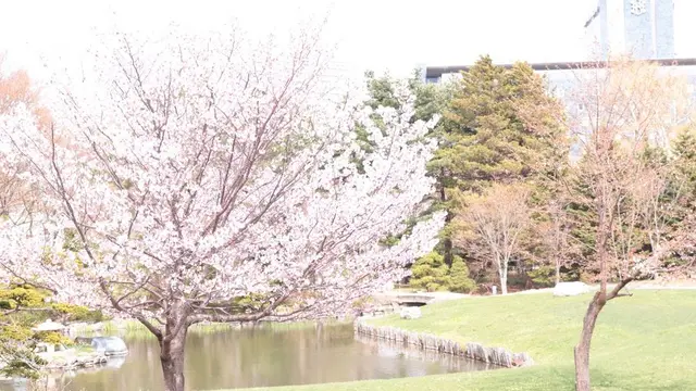 札幌お花見スポット