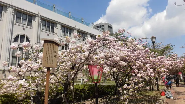 大阪造幣局桜の通り抜けの春