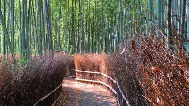 京都旅行