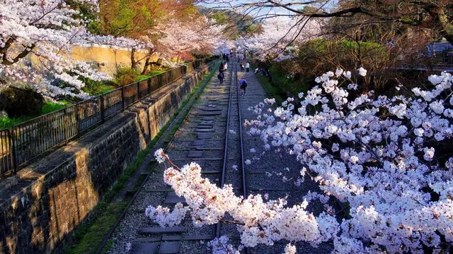 朝はゆっくり！夕方から行くゴールは夜桜京都歩き🌸