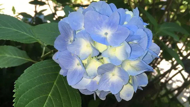 紫陽花の季節