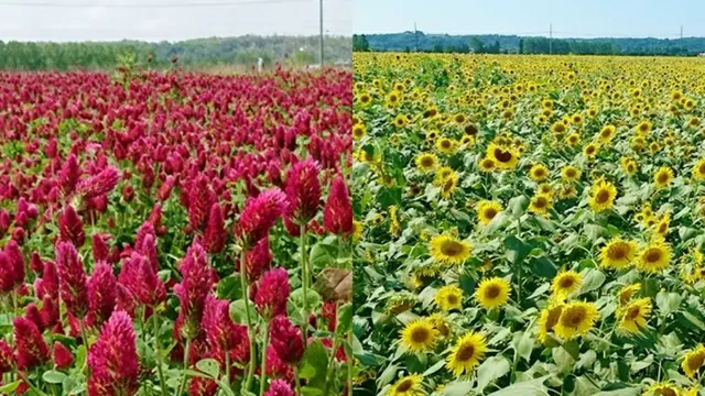金沢近郊で壮大なお花畑に囲まれる♡ロマンチックフォトスポット!絶品スイーツも♡