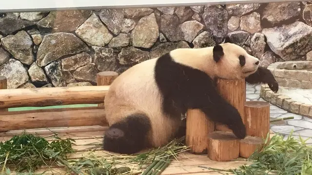 紀伊半島を満喫 世界遺産とパンダツアー