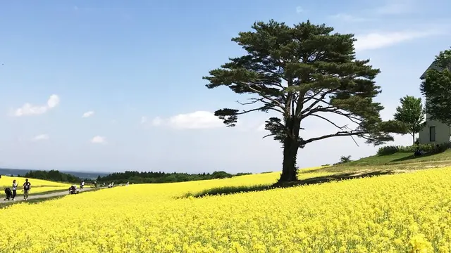 薬莱山からのやくらいガーデン