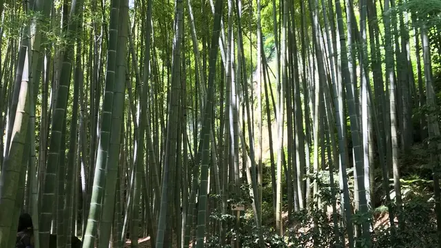 鎌倉散歩