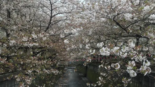 春は中目黒でお花見散策♡