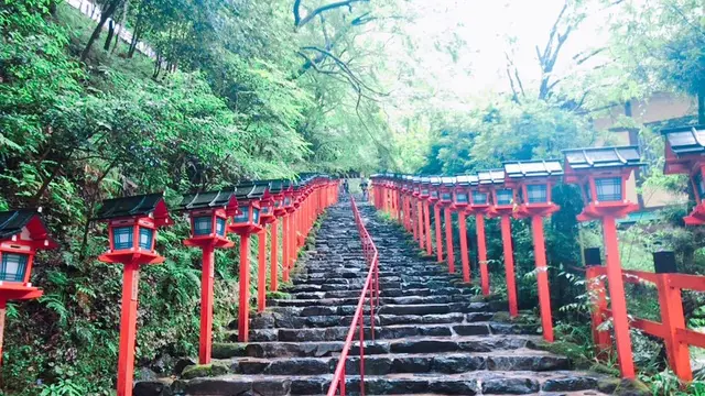 京都🌿青もみじ🍃🍃