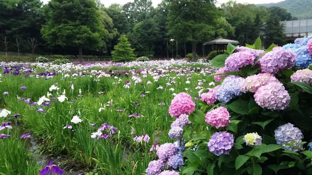 今が見頃の花菖蒲&まだまだ間に合うバラの花。お弁当持ってlet's go!