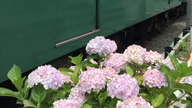 鎌倉あじさいめぐり