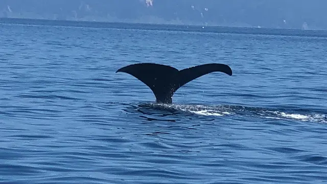 フォトジェニック過ぎ！世界遺産の実力が半端ない知床半島を大満喫旅③【羅臼への旅】