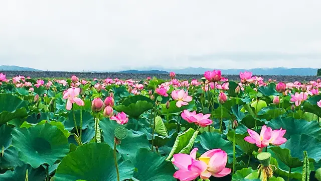 天国に一番近い沼