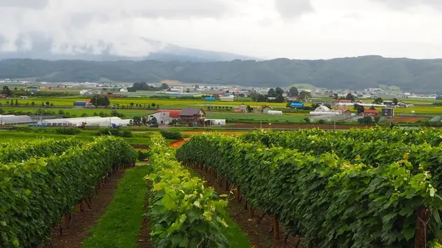 雨の富良野旅行2日目 大雨