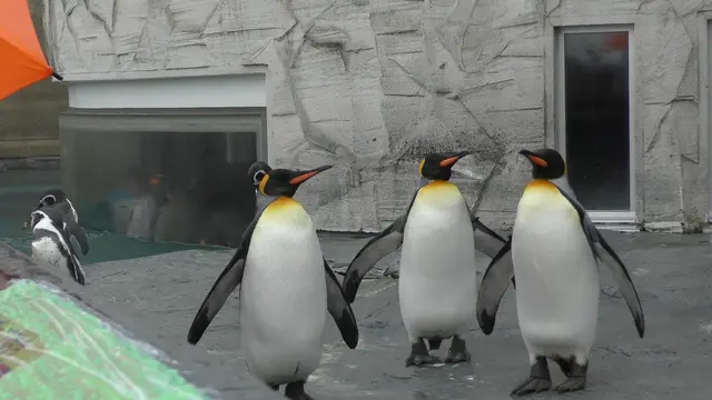 雨の富良野旅行1日目 (旭山動物園)雨